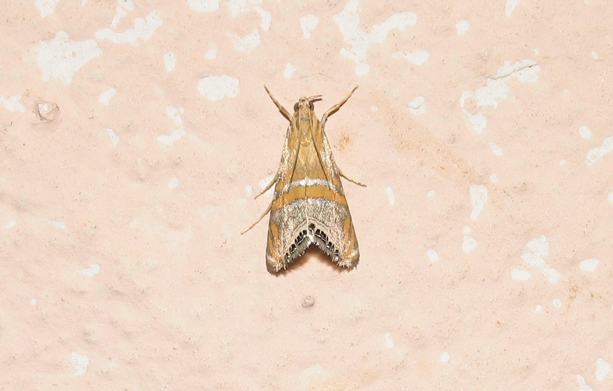 Identificazione falena 32